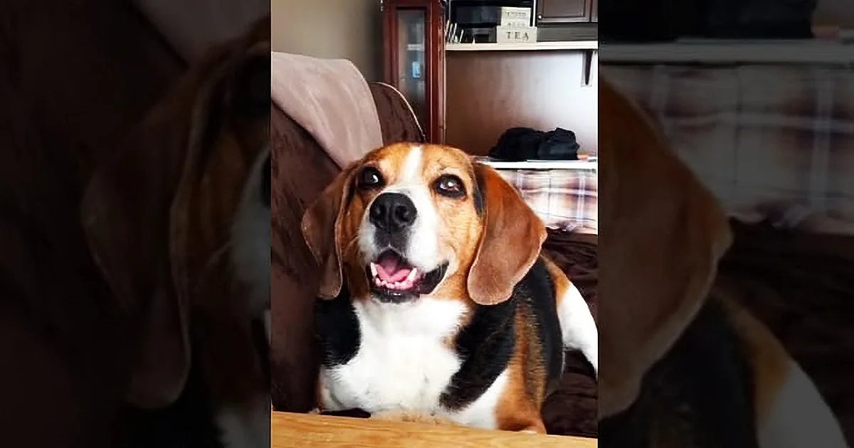 A beagle dog with brown, white, and black fur is looking up, standing on a wooden surface indoors.
