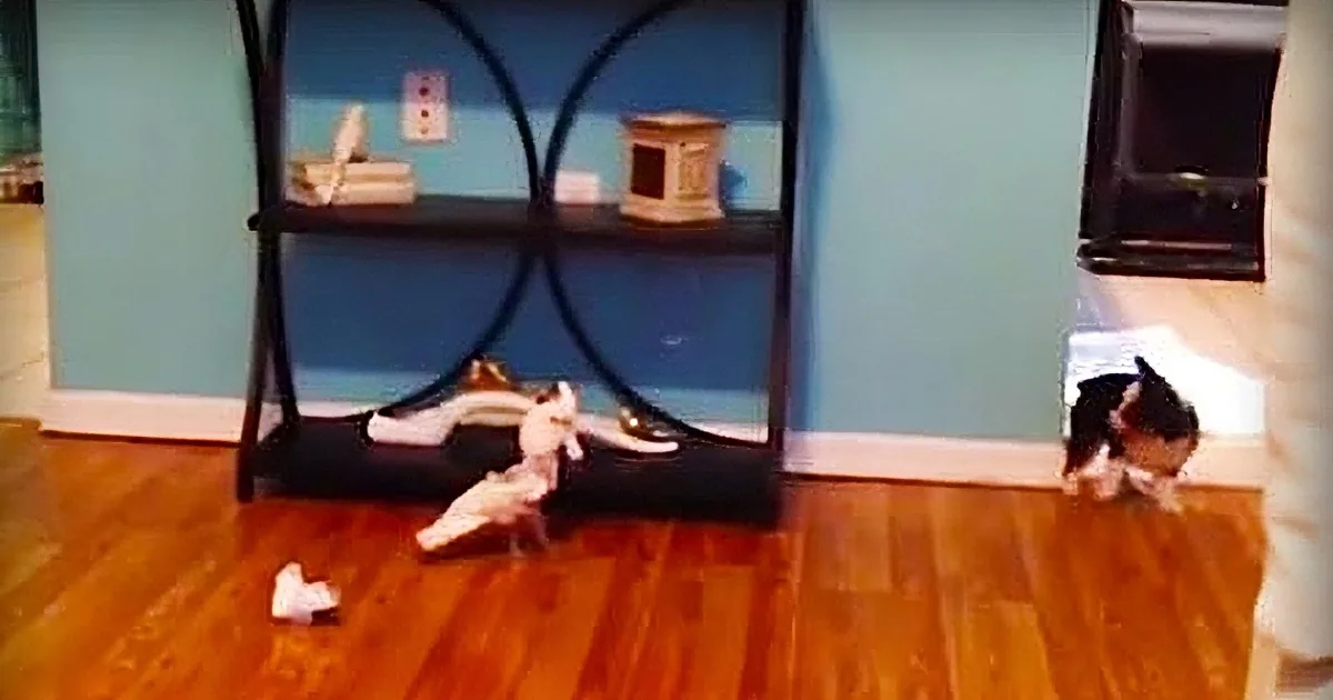 Watch a Cockatoo Play a Crazy Game of Tag With an Adorable Little Puppy
