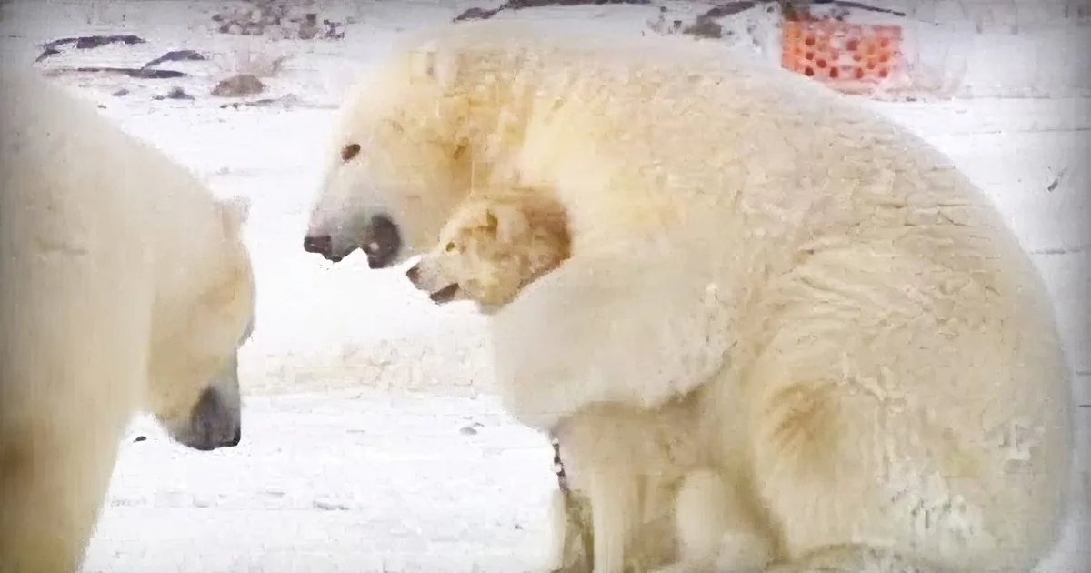 Wild Bear Is Playing With a Dog Until Things Everything Suddenly Changes