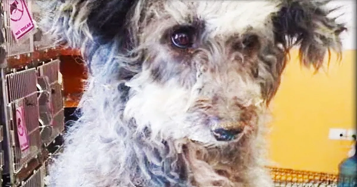 Homeless Dog Living Inside an Old Tire Finally Gets a Much-Needed Rescue