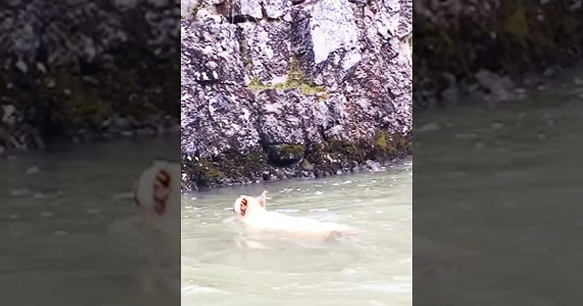 Cinnamon Bear Gets Into Trouble on a Beautiful but Treacherous River in Idaho