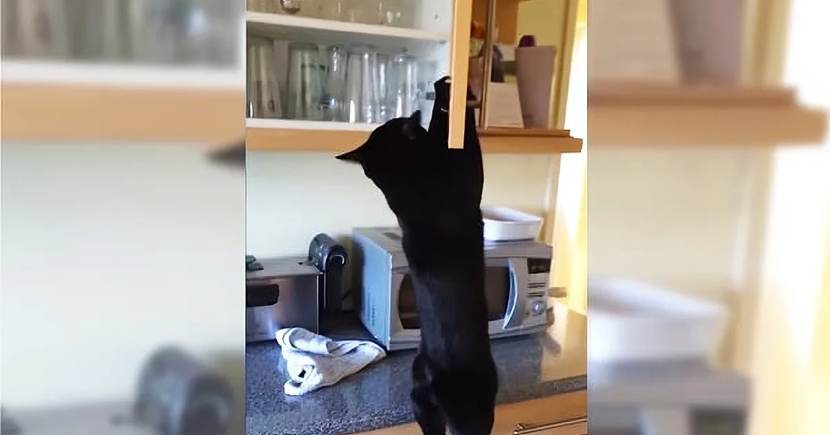 This Cat Will Do Just About Anything to Steal Some of His Favorite Treats