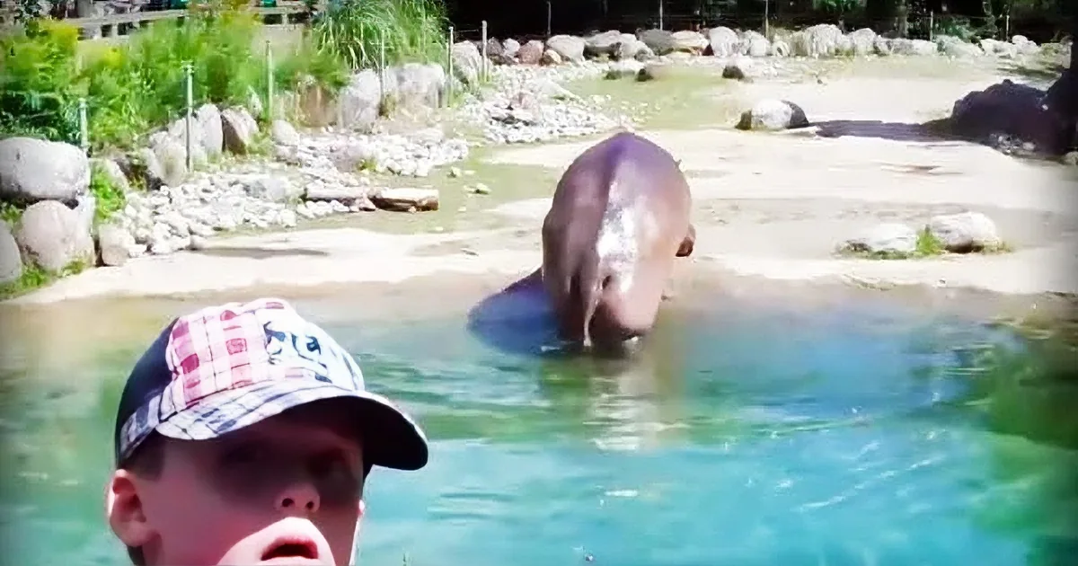 Animal Digestive Systems Make Noise, Too. Why, Take the Hippopotamus for Example...