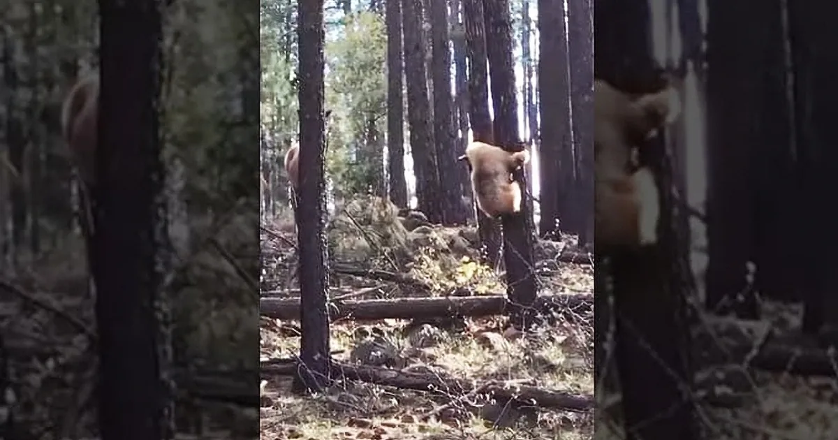 A cow stands in a forest, surrounded by tall trees and sunlight filtering through the branches.