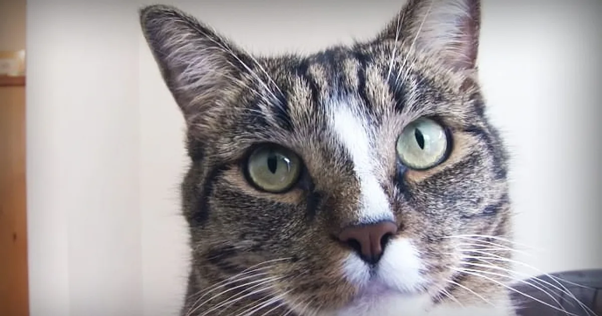 Watch What May Be the World''s Most Talented Cat Do Some Incredible Tricks