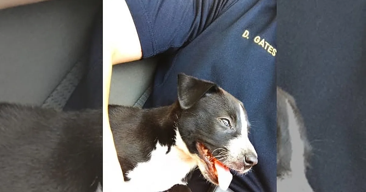 Cop Gets Call About Dog in Car, Her Heart Breaks When She Sees Who''s Inside