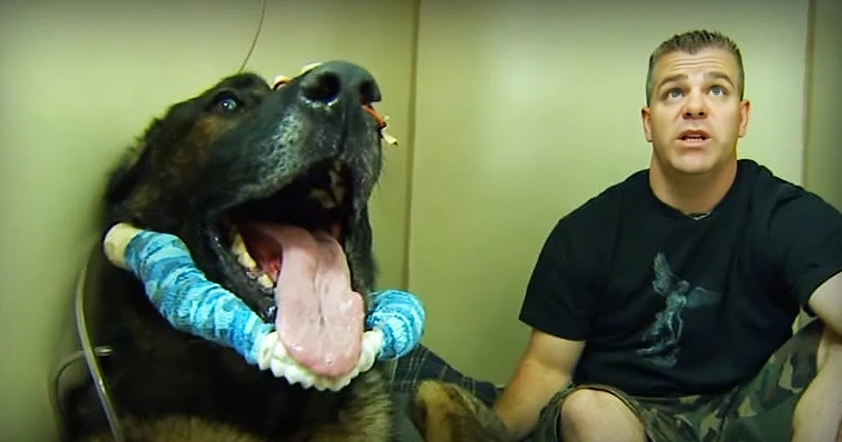 Police Dog Gets Shot in the Line of Duty. Watch What Happens When He''s Reunited With His Best Friend