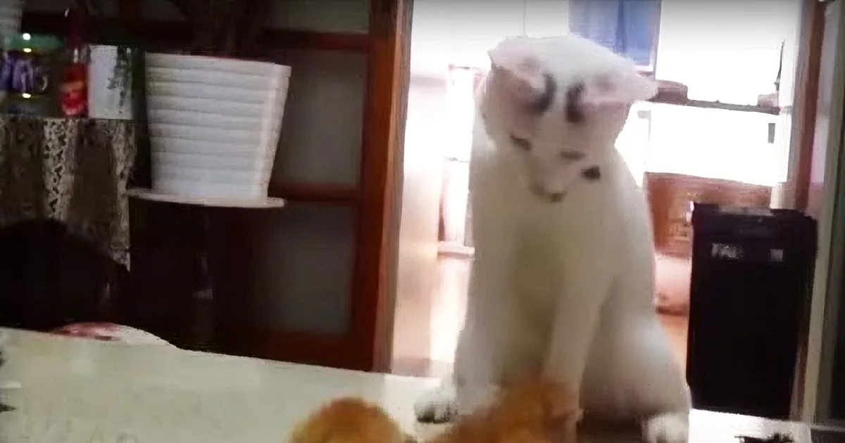 Stunned Mother-Cat Sees Her Kittens Fighting. She Does Something No One Expects.