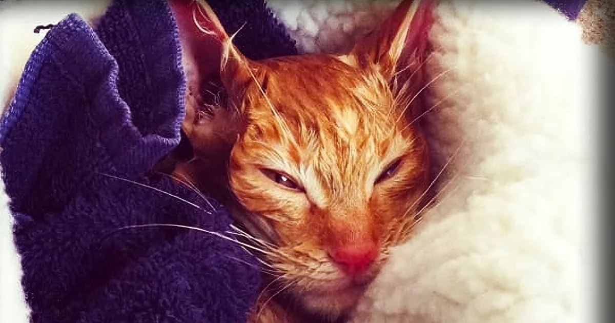 Man Sees Frozen Cat, Motionless on His Porch. After 6 Hours a Miracle Happens