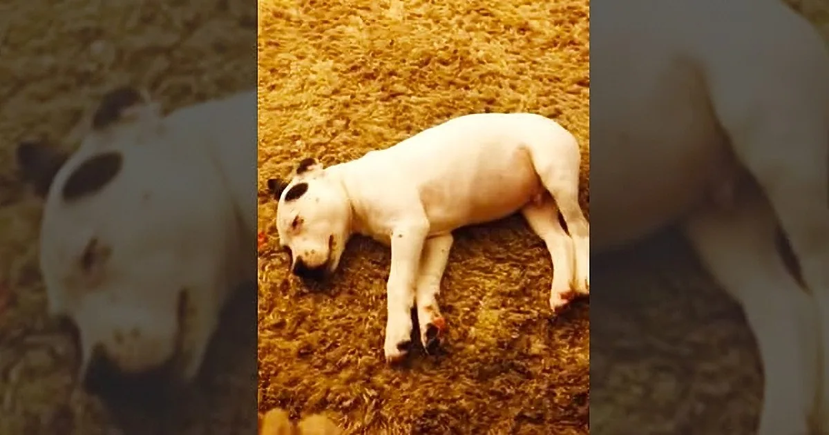 Dad Catches Puppy Farting so Loudly in His Sleep, He Wakes up Startled