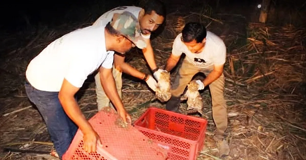 Two men are handling a red crate in a field at night, possibly harvesting or collecting something.