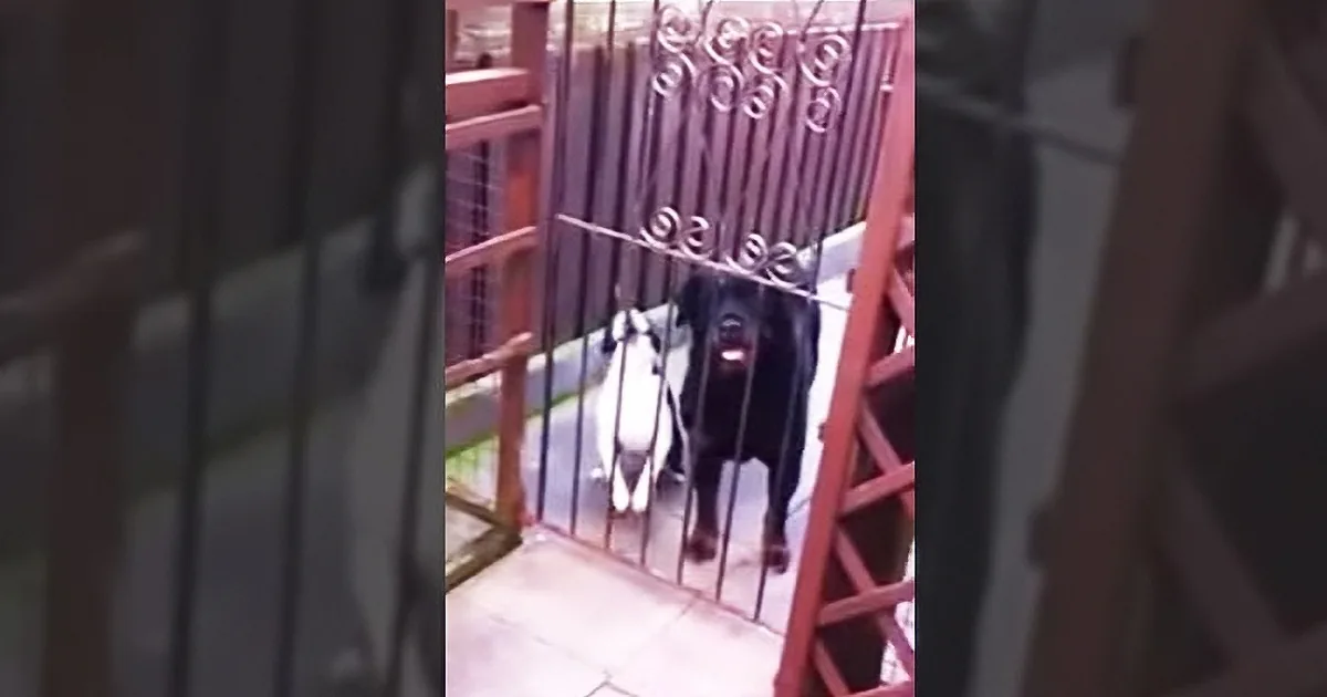Woman Asks Her New Chihuahua an Important Question. Her Answer Is Priceless