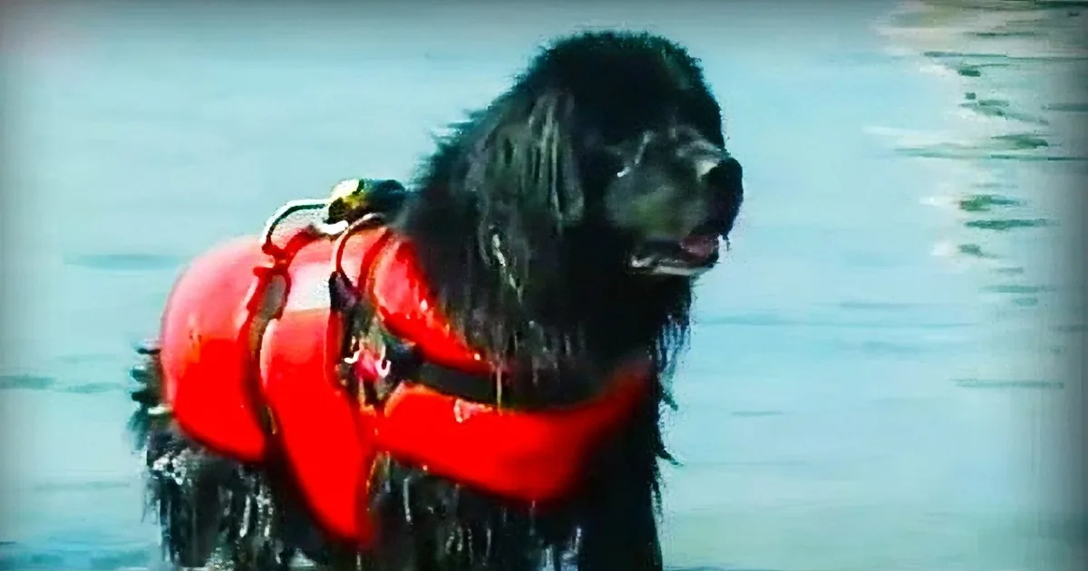 A black dog wearing a red life jacket stands in water, looking ahead.