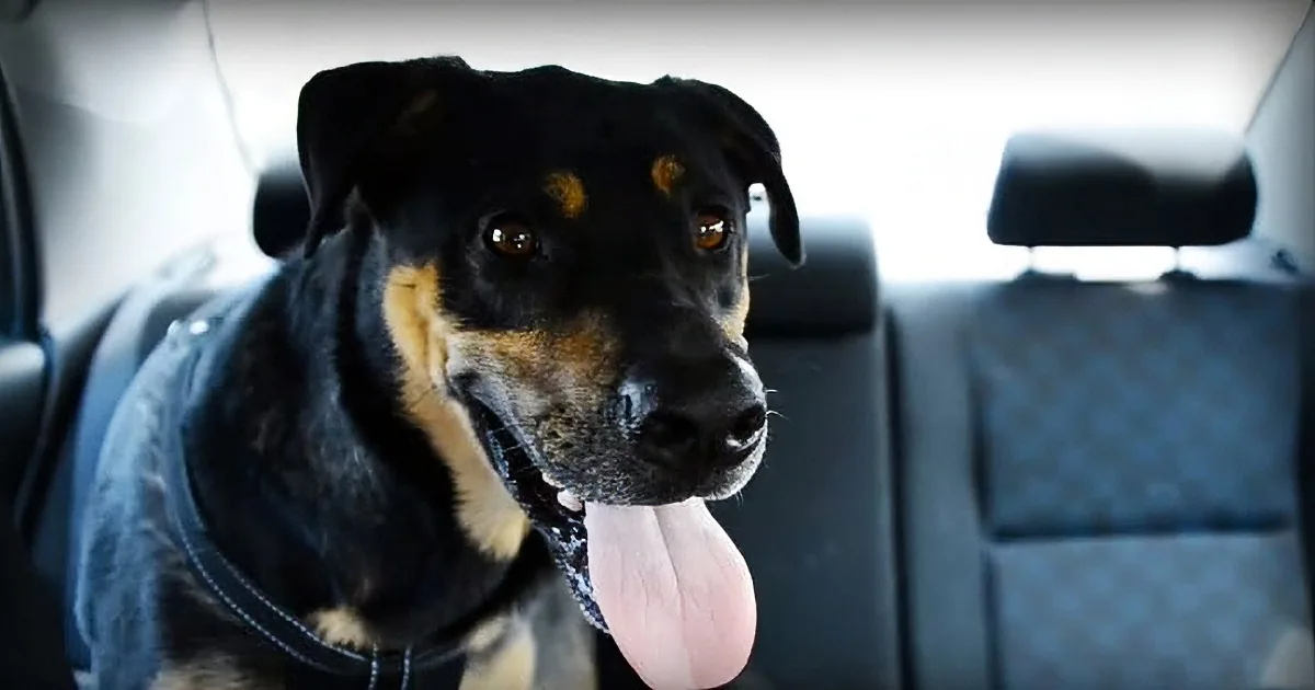 Man Leaves Raw Egg in His Car on a Hot Day. Never Leave Your Dog There, It Is Shocking!