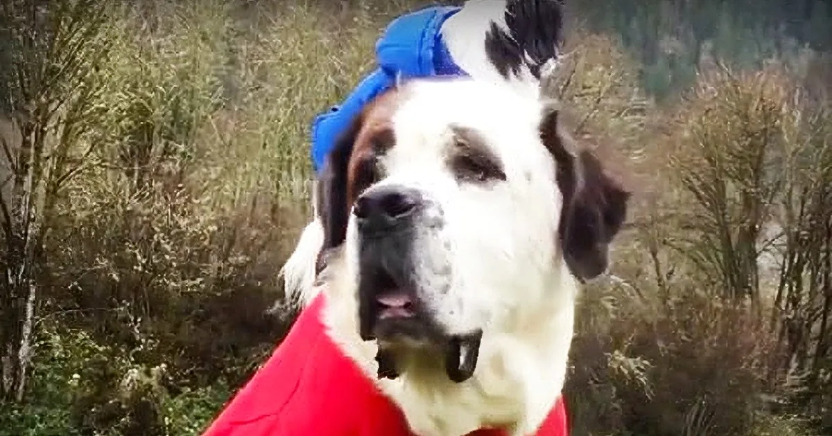 Giant Saint Bernard and Tiny Shih Tzu Are the Best Friends Ever!