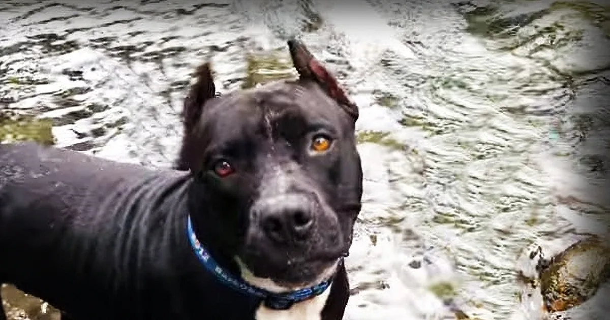 Abandoned Pit Bull Covered in Thousands of Ticks Gets Rescued. See the Shocking Results!