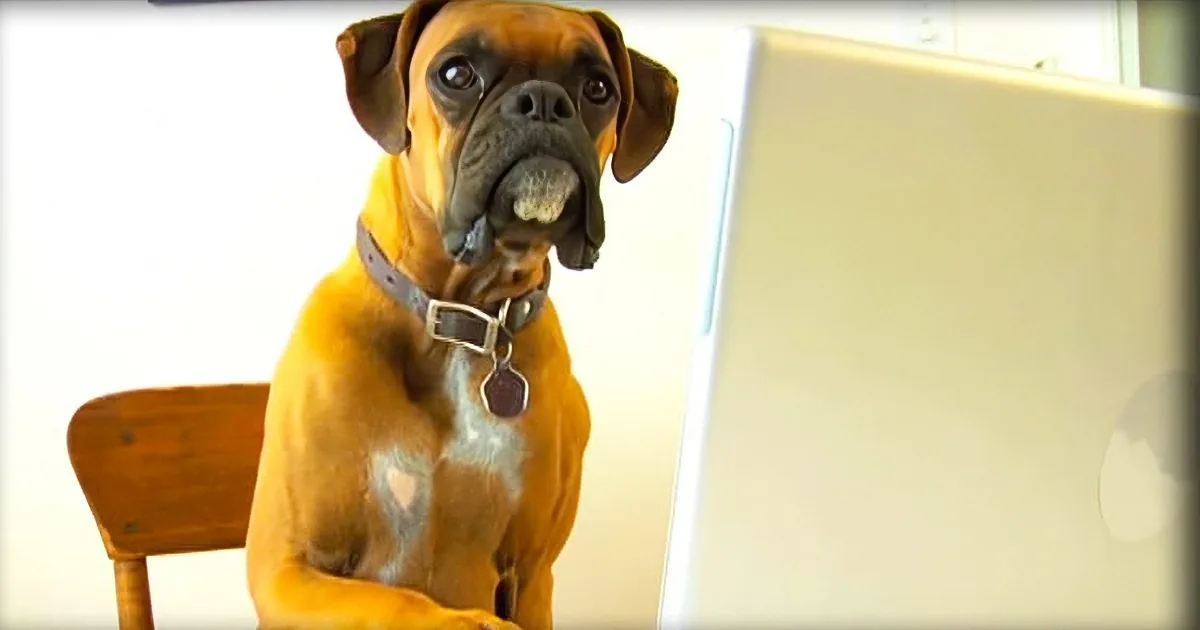 A Boxer dog wearing a collar sits attentively in a wooden chair, looking directly at the camera.