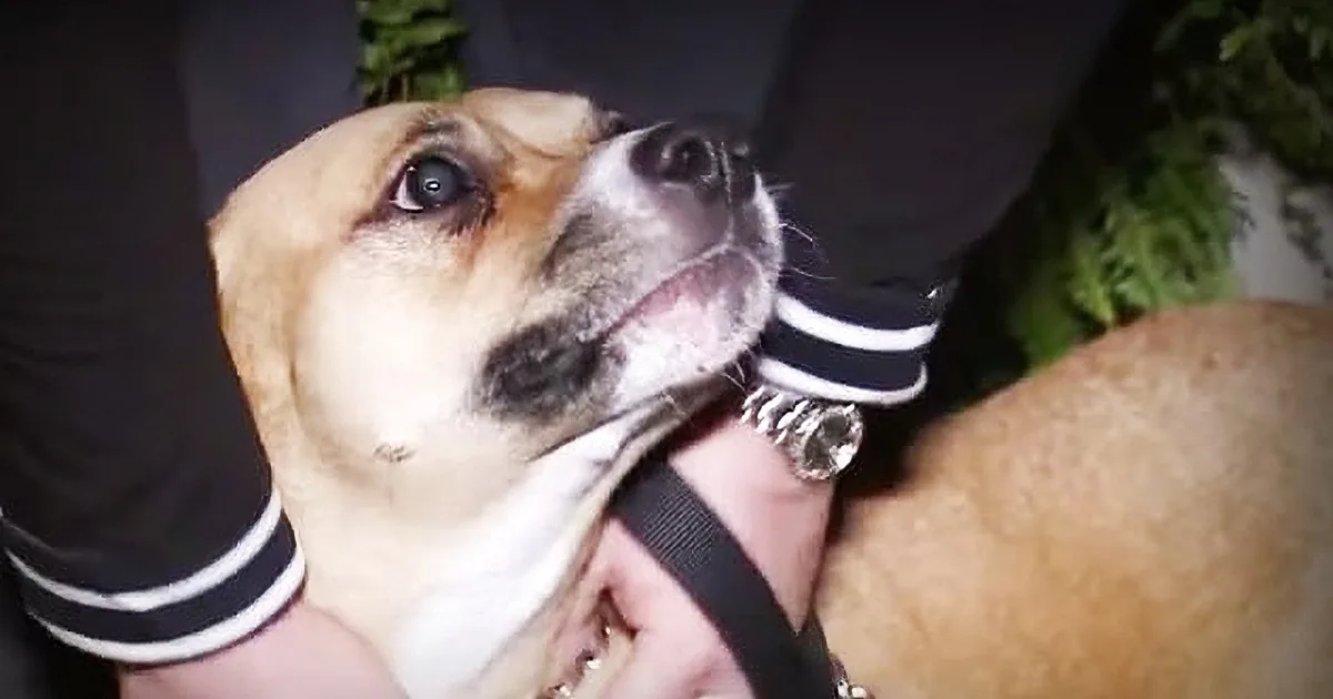 ''''She''s Our Hero Dog.'' Adorable but Troubled Dog Is a Lifesaver for Her New Parents''