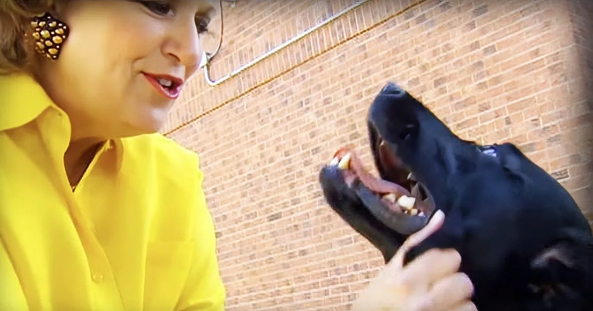 A woman in a yellow shirt feeds a black dog a treat, with a brick wall in the background.