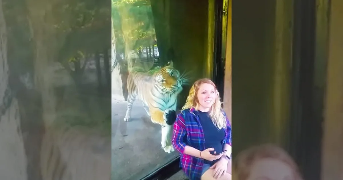 A woman in a plaid shirt is interacting with a tiger through a glass barrier in a zoo setting.