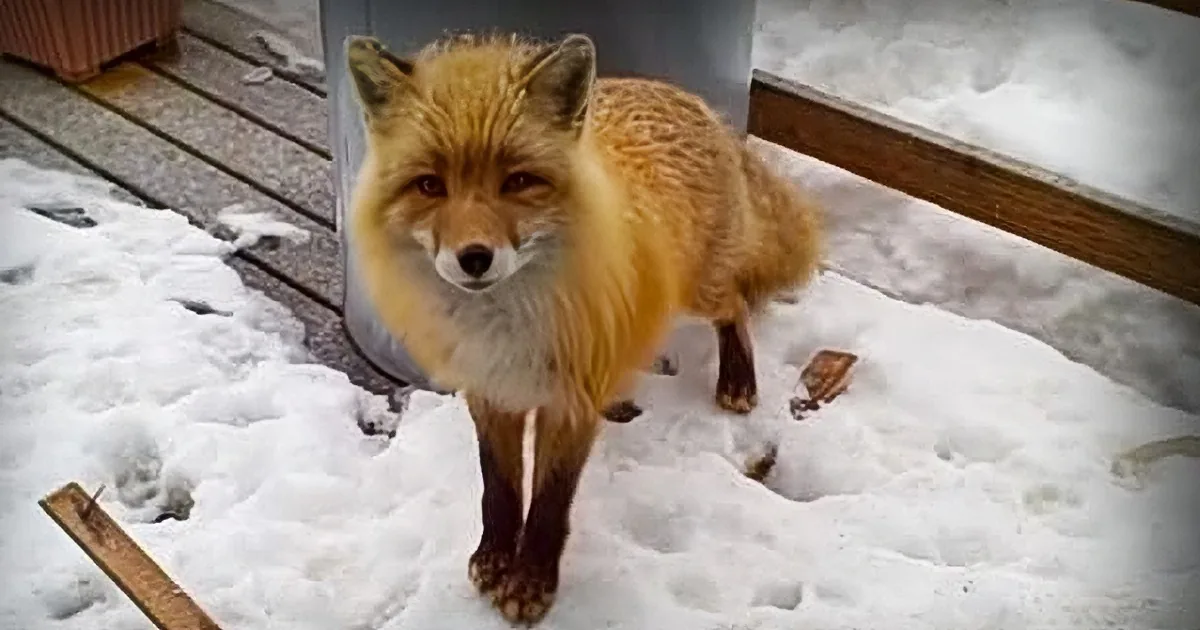 A fox stands on snow-covered ground near a wooden structure, looking directly at the camera.