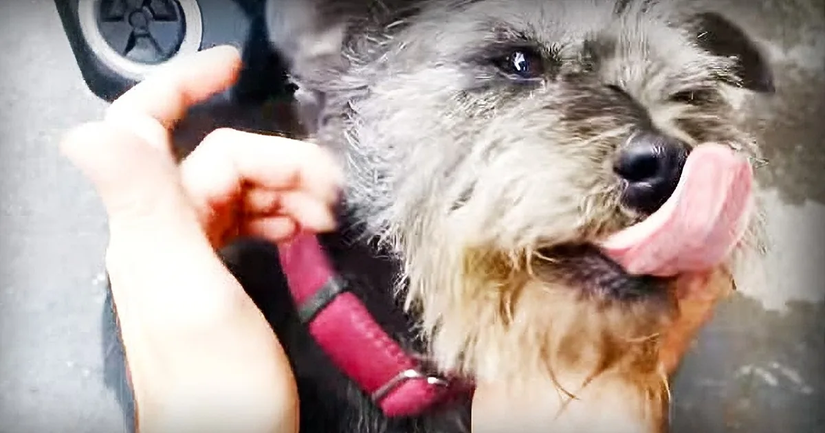 Lost Dog Can''t Find His Way Home for 6 Days, Cries Real Tears When His Owner Finds Him
