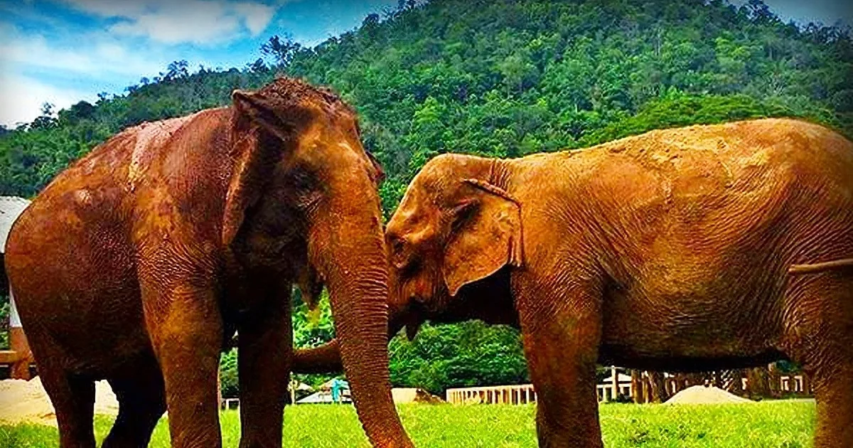 73-Year-Old Blind and Deaf Elephant Is Finally Rescued From a Life of Horror. She Even Cries