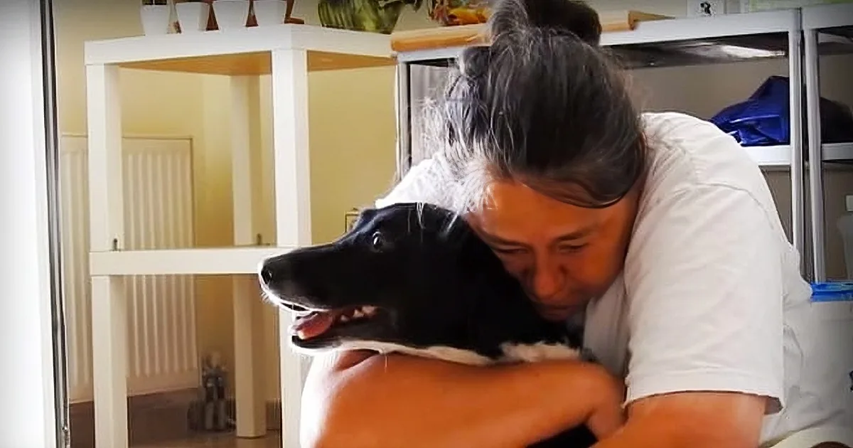 Woman Sees Dog Hit by Car Screaming in Pain. She Stops and Changes Her Life