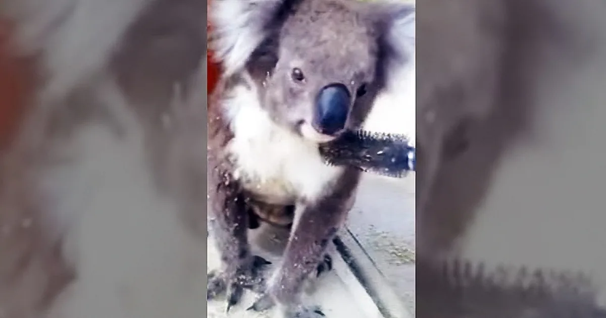 A koala is seen up close, with its face and part of its body visible, surrounded by a blurred background.
