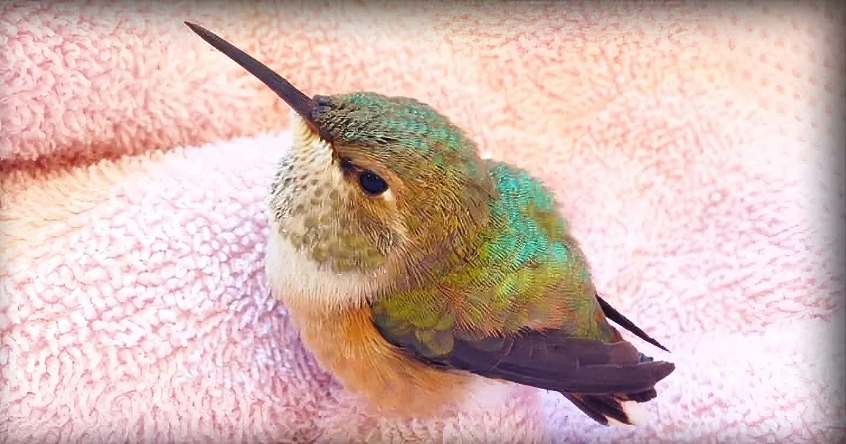 Tiny Hummingbird Drinks Water in the Most Adorable Way Imaginable