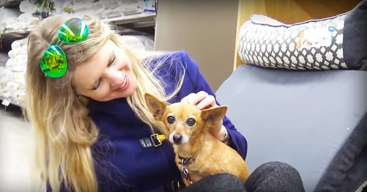 Stray Dog Lived in a Wet Shoebox for Weeks, When Rescuers Lift Her up They Are Left Stunned