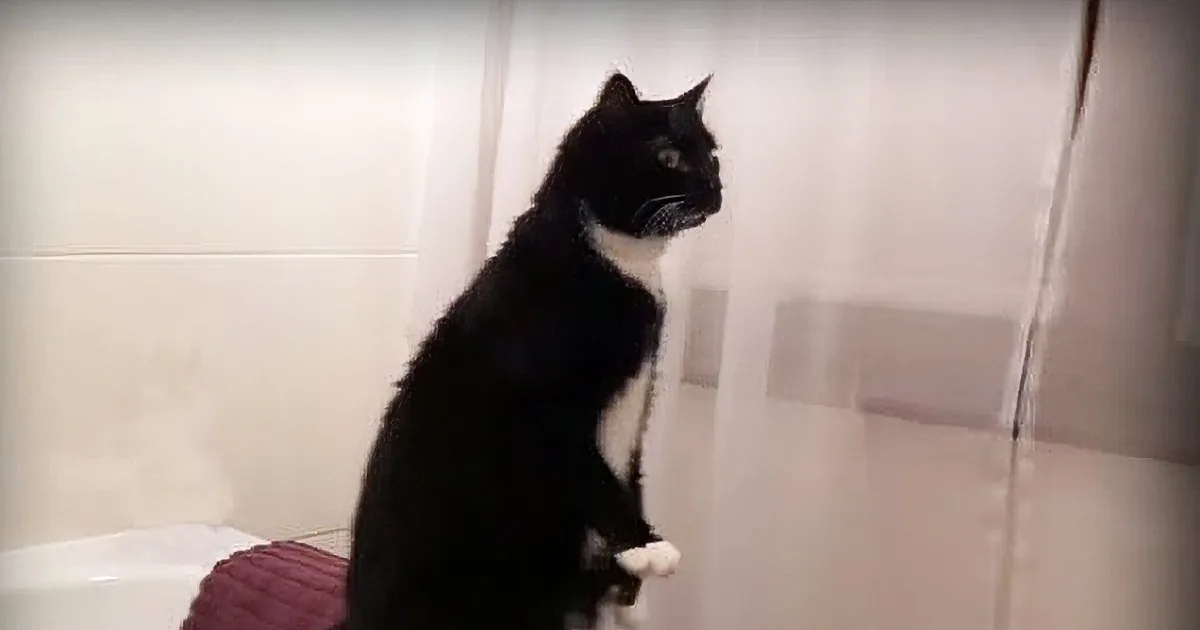 Cat Left Alone in the Bathroom Tries to Fend off Intruder in the Mirror
