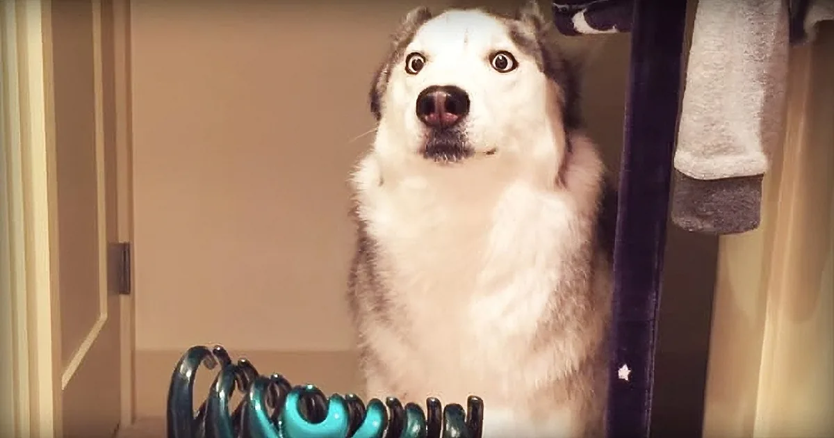 Siberian Husky Is Terrified of What His Owner Shows Him