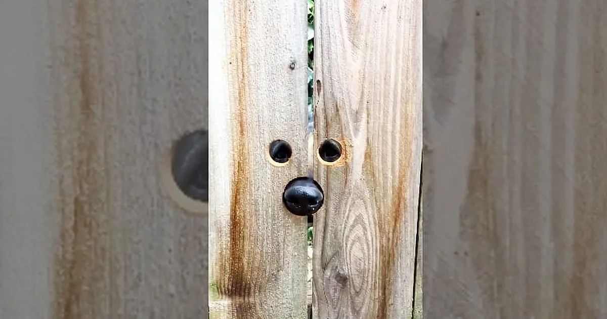 Man Was Sick of Neighbor''s Dog Peeking Over the Fence. You Will Laugh When You See His Comeback