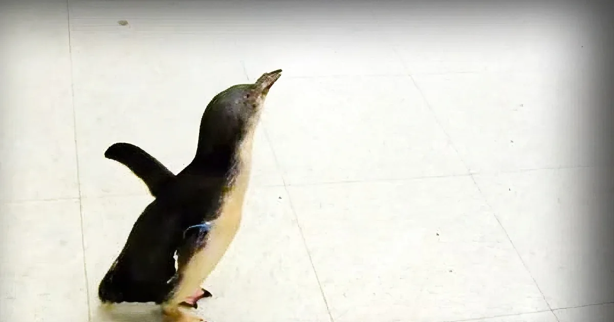 Little Penguin Goes Wild With Emotion When He Sees Who Just Stepped Into the Room