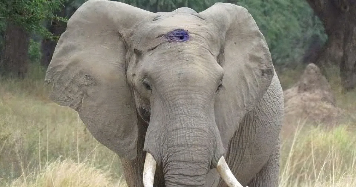 Poachers Shot This Elephant, but He Survived and Knew Where to Go for Help