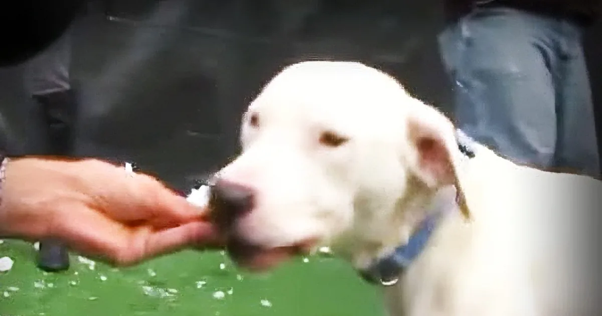 Pit Bull Caught on Camera Being Abandoned Is Adopted 30 Minutes After Arriving at Shelter