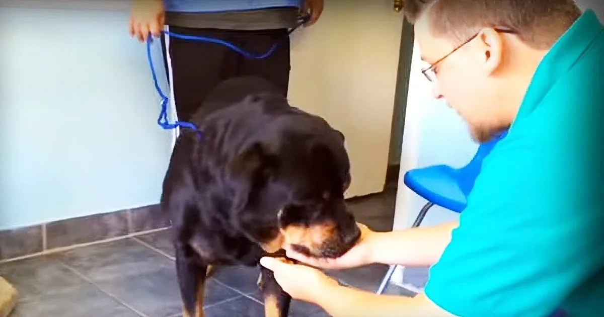 Watch as the Dog This Man Lost 8 Years Ago Walks Through It!