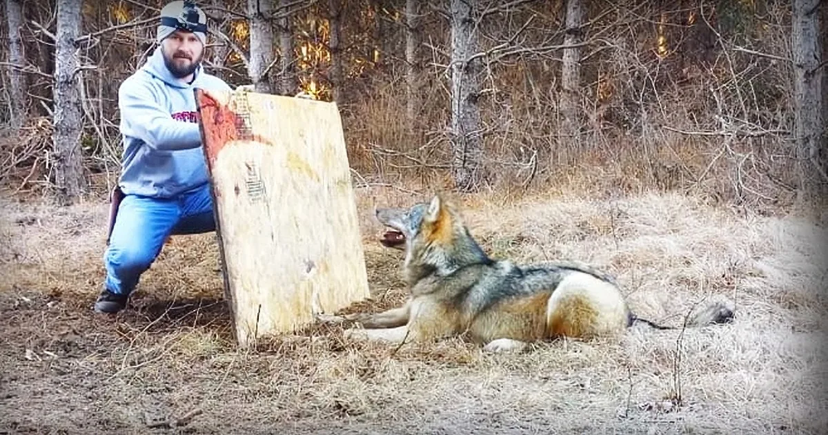 Poor Wolf Get Himself Stuck in a Trap. Heroic Man Goes to the Rescue