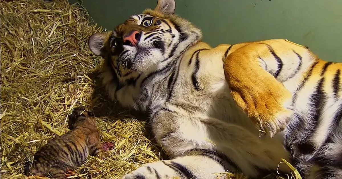 Tiger Lets Carer Comfort Her When She Gives Birth to Twins