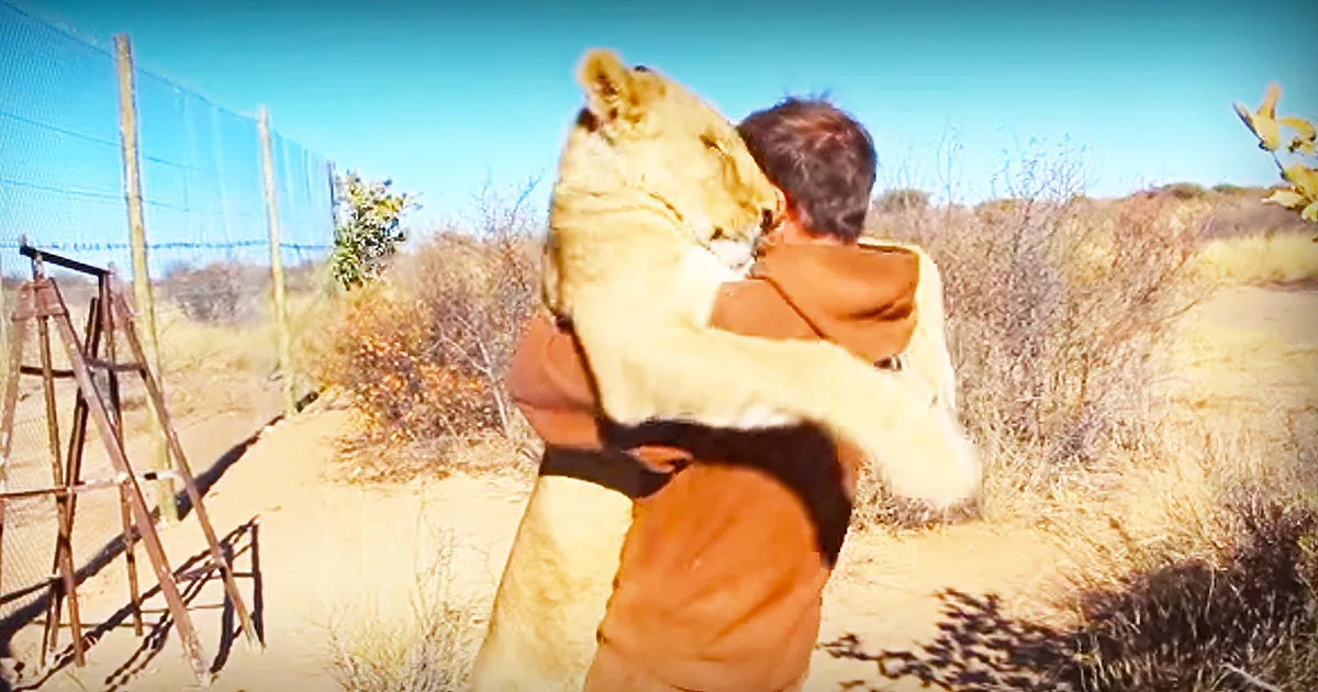 He Saved a Lion Cub - This Is Their Touching Reunion.