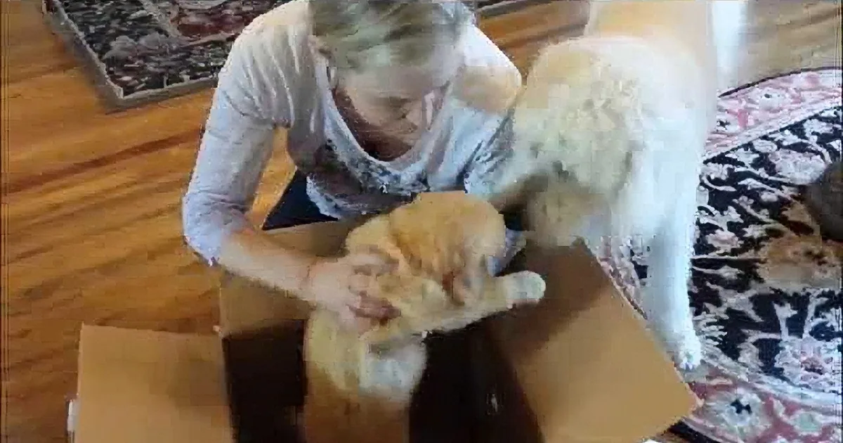 Dog Gets New Puppy for His Birthday, Their Introduction Is Melting Hearts Around the World