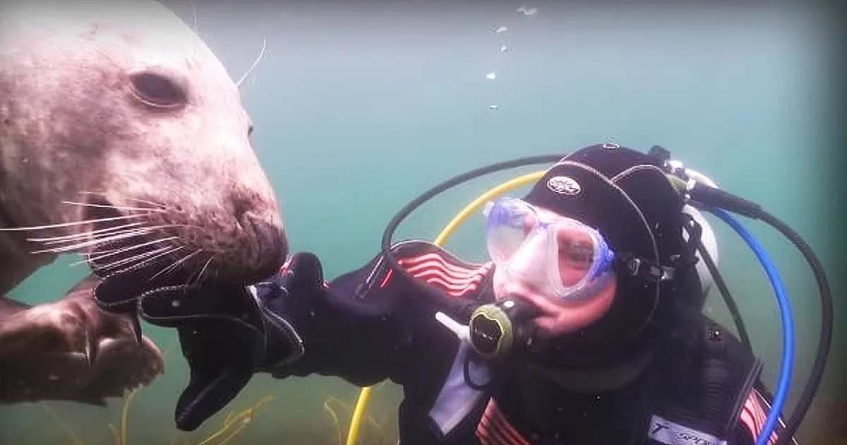 A diver in scuba gear interacts closely with a seal underwater, with the seal holding the diver's hand.