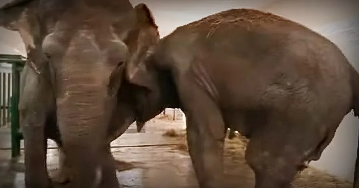 Two elephants are interacting closely, one appearing to nudge or touch the other, in a dimly lit indoor setting.