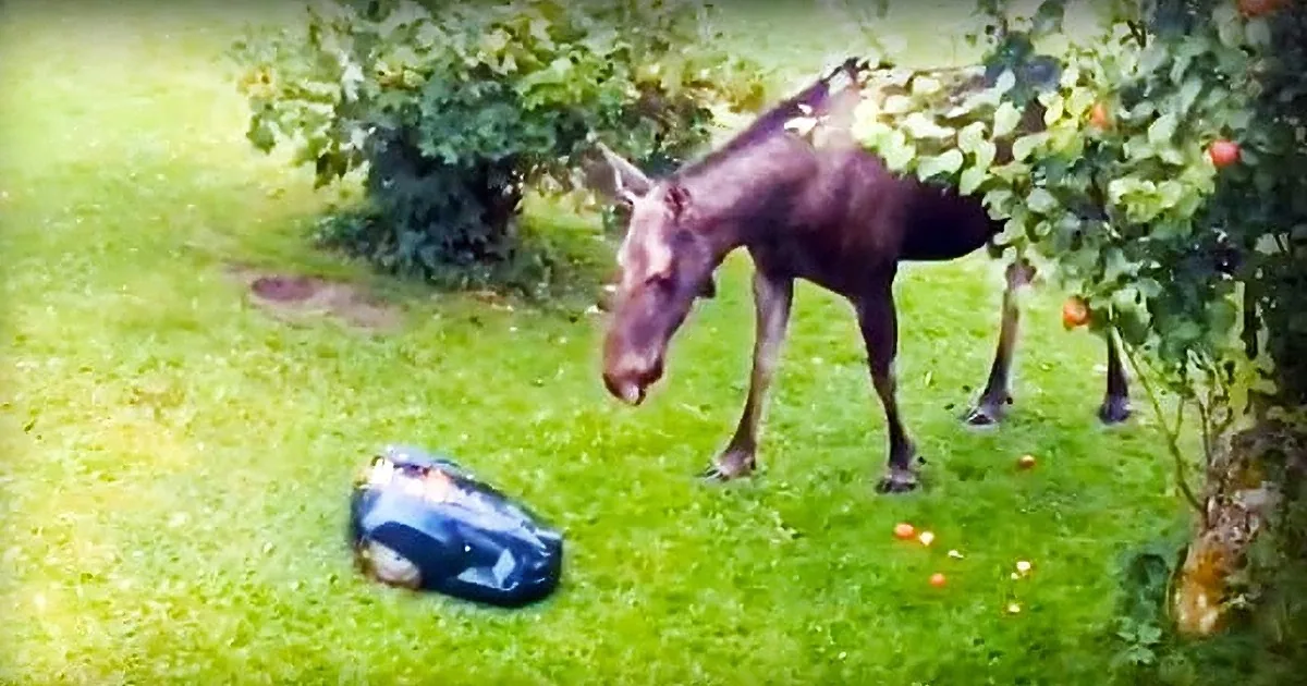 Man Sends a Lawnmower Toward a Moose to Scare It. He Immediately Gets Instant Karma.