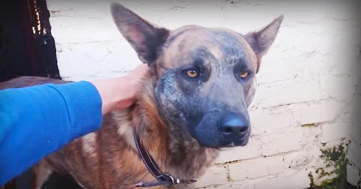 A German Shepherd dog with a black muzzle and brown coat is being petted by a person in a blue sleeve.