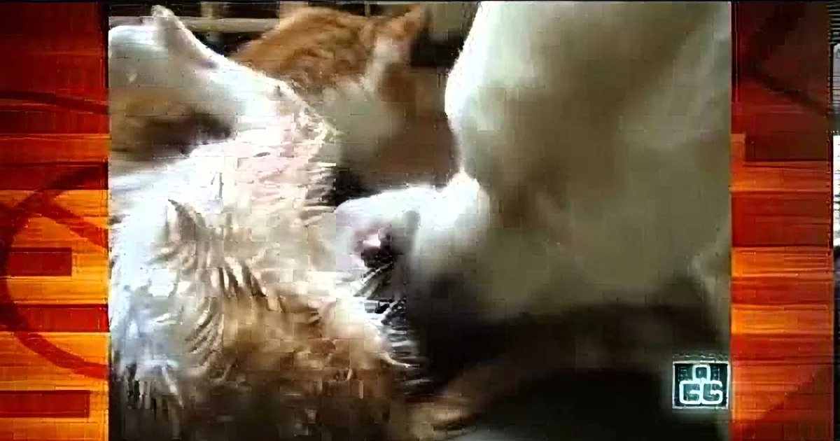 Gentle Dog Helps Mother Cat Deliver Her Kittens. It Is so Beautiful to Watch