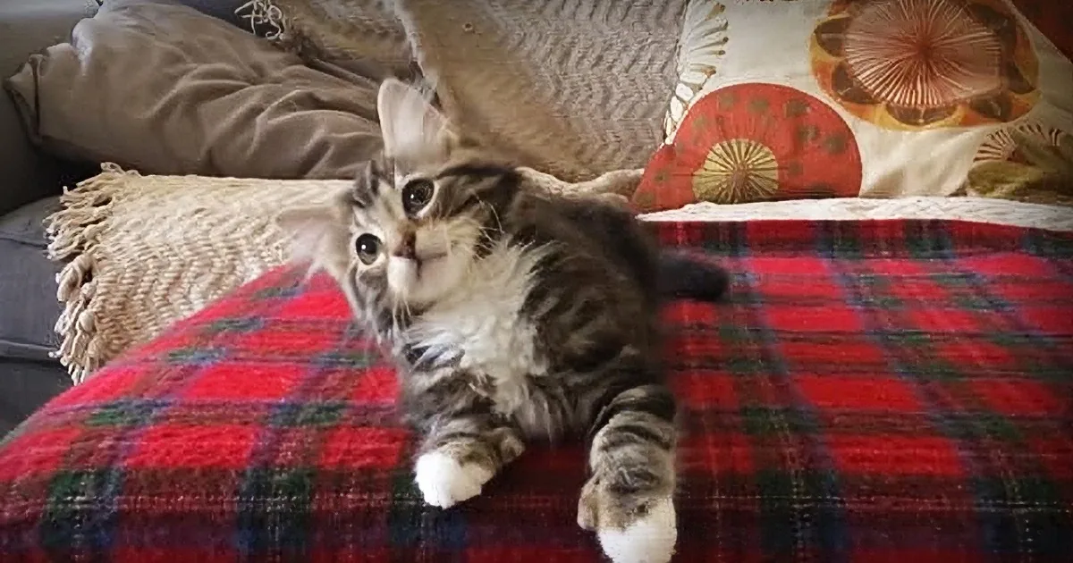 When Winnie the Cute Kitten Starts Hearing His Favorite Song... Watch Out!