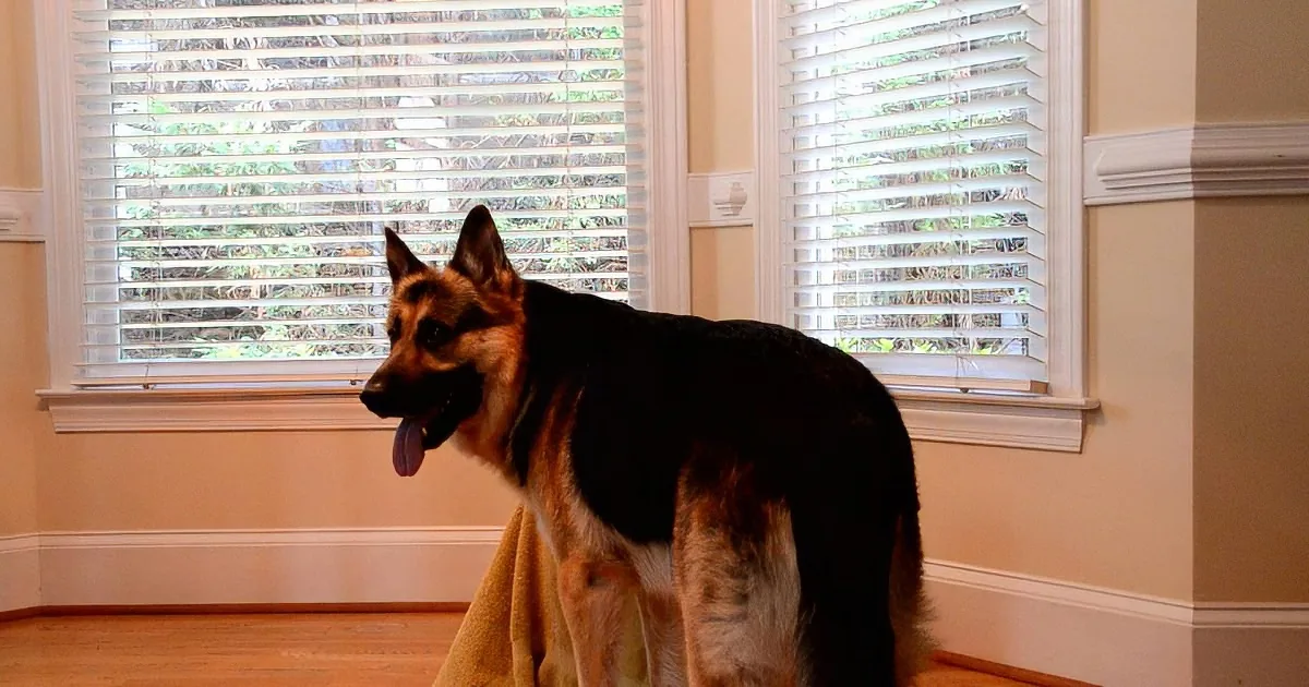 A German Shepherd stands on a yellow blanket, tongue out, in front of two windows with white blinds.