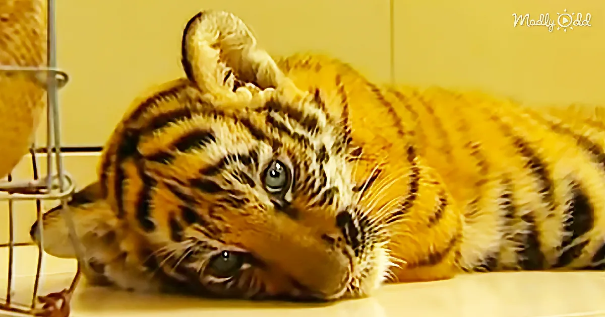 Woman Tries to Smuggle Baby Tiger in Luggage at Bangkok Airport